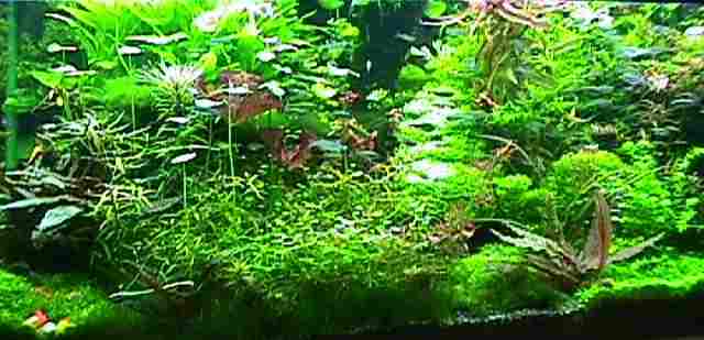 plant image
